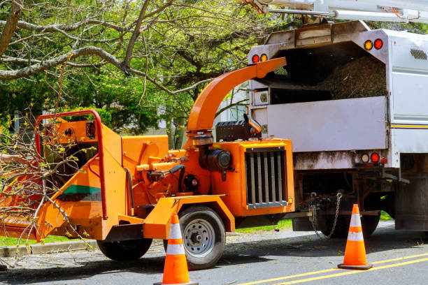 Best Affordable Tree Cutting  in Rden, WA